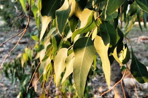 Eucalyptus leaves texture under the sun in Autumn